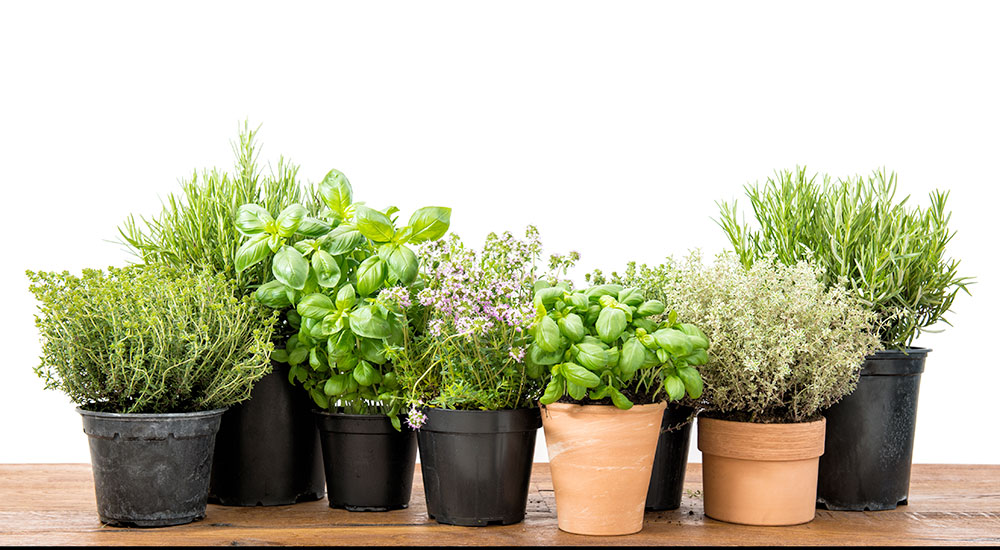 Le piantine aromatiche per Anffas Sibillini: ci aiuti a passare parola?